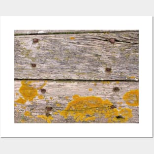 Golden Lichen on weathered wood Posters and Art